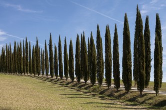 Near Montalcino, cypress avenue