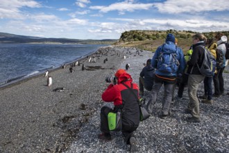 Tourists photographing gentoo penguins (Pygoscelis papua) on Martillon Island, Beagle Channel,