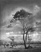 Bullock cart stand near the tree, Palghar, Maharashtra, India 1940's