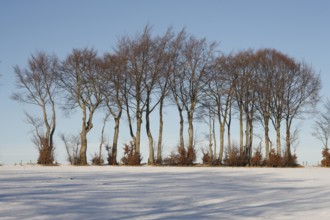 Hedgerow landscape with typical beech hedges