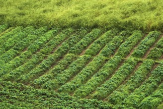 Field of vegetables, Shillong, Meghalaya, India, Asia