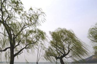 Trees in garden of summer palace, Beijing, China, Asia