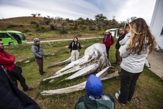 Whale museum at Estancia Harberton, Beagle Channel, Ushuaia, Argentina, South America