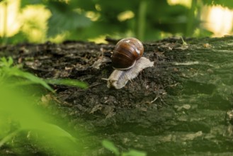 A vineyard snail (Helix pomatia) crawls over a tree trunk in a green forest, Lower Saxony, Germany,