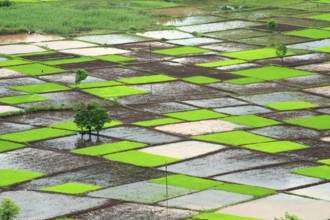 Paddy rice field in squares pattern in monsoon, Chiplun, Ratnagiri, Maharashtra, India, Asia