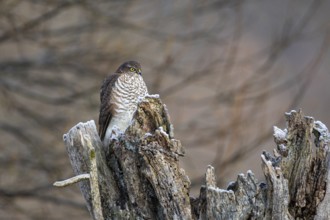 Sparrowhawk (Accipiter nisus) ml Germany