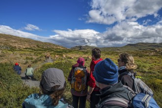 Trekker in front of a herd of guanaco at Lagunas Melizas, Torres del Paine National Park,