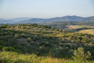 Tuscan landscape, country estate with vineyards, forests, olive trees and cypresses in Chianti,