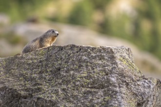 An alpine marmot (Marmota marmota) stands on a rock. The animal is brown and grey. Aosta, Gran