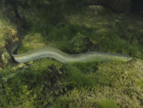 Long European eel (Anguilla anguilla) meandering over a sandy bottom, dive site Zollbrücke,