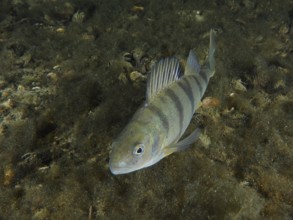 A striped fish, perch (Perca fluviatilis), Egli, swimming over an algae-covered bottom, dive site