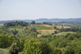 Tuscan landscape, country estate with vineyards, forests, olive trees and cypresses in Chianti,