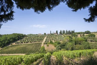 Tuscan landscape, country estate with vineyards, forests, olive trees and cypresses in Chianti,