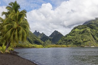 Lava beach on Taurita peninsula, beach, black, coconut palm (Cocos nucifera), back view into