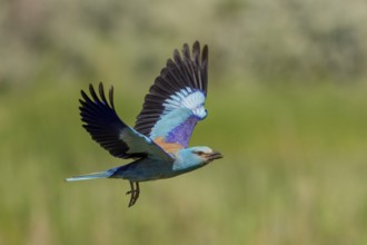 European Roller (Coracias garrulus), in flight, Danube Delta, Romania, Europe