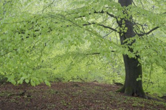 European beech (Fagus sylvatica), beech forest in spring, single tree with fresh beech leaves,