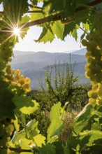 Grapes growing in a vineyard in Chianti at sunrise, Chianti Region, Tuscany, Italy, Europe