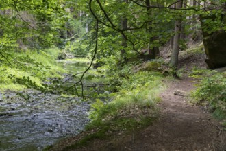 Hiking trail along the Kirnitzsch river in the Kirnitzschtal valley, Sebnitz, Saxon Switzerland,