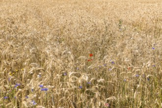 Cereal field with ripe ears of wheat (triticum), Saxony, Germany, Europe