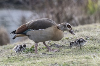 Egyptian goose (Alopochen aegyptiaca) with young, Emsland, Lower Saxony, Germany, Europe