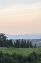 Tuscan landscape next to greve in Chianti and Montefioralle, country estate with vineyards,