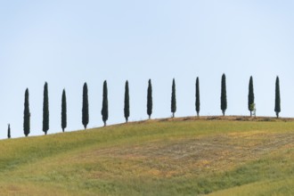 Cypress trees standing on top of a hill, Unesco world heritage site Crete Senesi, Italy, Europe