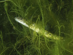 Common loach (Barbatula barbatula) hiding in green aquatic plants under water, dive site Wildsau,