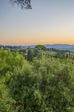 Tuscan landscape at sunrise, country estate with vineyards, forests, olive trees and cypresses in