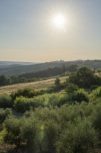 Tuscan landscape, country estate with, olive trees and forests in Chianti, Chianti Region, Tuscany,