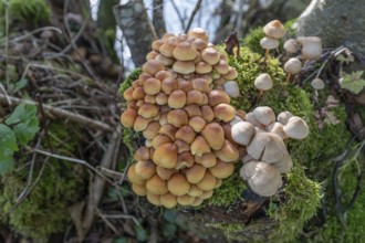 Kuehneromyces mutabilis (Kuehneromyces mutabilis) and Mycena zephirus (Mycena zephirus) on a tree