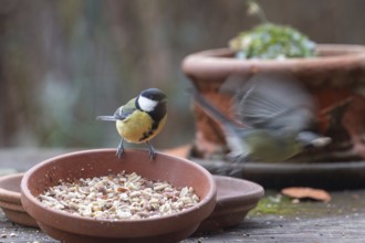 Great tit (Parus major) gets grains from the patio table, Bavaria, Germany, Europe