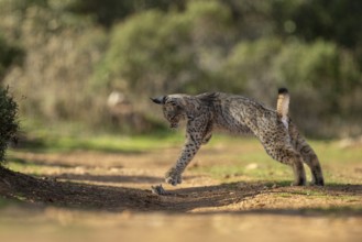 Lynx pardinus, young male, playing with rat, prey, La Mancha, Spain, Europe