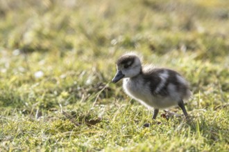 Young Egyptian Geese (Alopochen aegyptiaca), Emsland, Lower Saxony, Germany, Europe