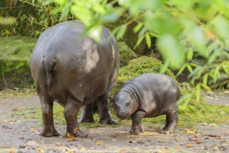 A baby pygmy hippopotamus and its mother (Choeropsis liberiensis) eating grass at a feeding site