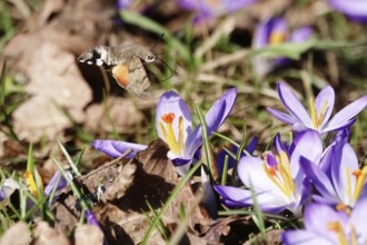 Crocus blossom and dove tail, February, Germany, Europe