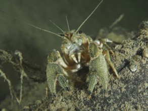 Crayfish (Faxonius limosus), American crayfish, invasive species, with clearly visible claws on