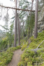 Hiking trail in the Kirnitzschklamm gorge, Sebnitz, Saxon Switzerland, Saxony, Germany, Europe