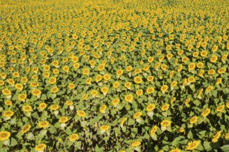 Aerial view of a sunflower field in bloom, sunflowers (Helianthus annuus), Hirschstein, Saxony,