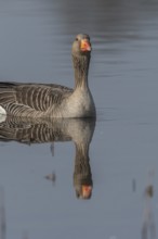 Greylag goose (Anser anser) swimming on a pond in a nature reserve. Lower Rhine, Alsace, France,