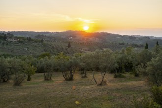 Tuscan landscape at sunset, country estate with olive trees in Chianti, Chianti Region, Tuscany,