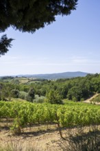 Tuscan landscape, country estate with vineyards, forests, olive trees and cypresses in Chianti,