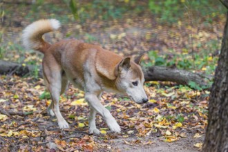 One New Guinea singing dog or New Guinea Highland dog (Canis hallstromi) (Canis dingo hallstromi,