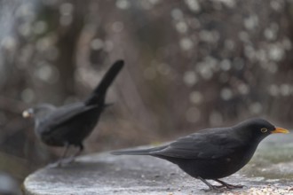 Blackbirds (Turdus merula) collecting food, Bavaria, Germany, Europe