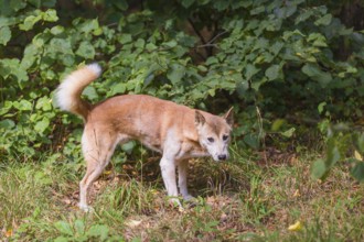 One New Guinea singing dog or New Guinea Highland dog (Canis hallstromi) (Canis dingo hallstromi,