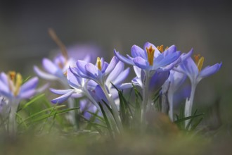 Crocuses, February, Germany, Europe