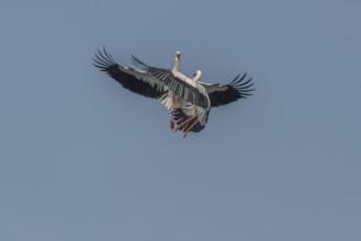 Two white storks (ciconia ciconia) fighting in flight. Lower Rhine, Alsace, France, Europe