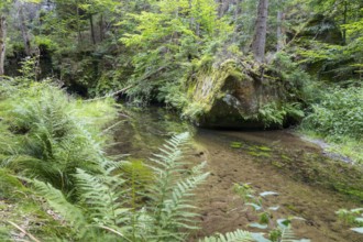 Kirnitzsch in the Kirnitzsch Valley, Sebnitz, Saxon Switzerland, Saxony, Germany, Europe