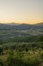 Tuscan landscape at sunrise, country estate with vineyards, forests, olive trees and cypresses in