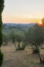 Tuscan landscape at sunset, country estate with olive trees in Chianti, Chianti Region, Tuscany,