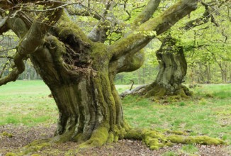 Gnarled old beech trees in the former Hutewald Halloh, Bad Wildungen, Kellerwald, Hesse, Germany,